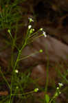 Seaside brookweed <BR>Water pimpernel